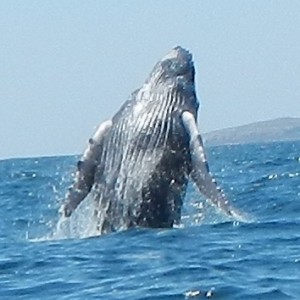baleine, rorqual au mexique