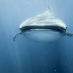 photo requin apnee