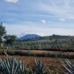 champ d'agave proche de la ville de Tequila